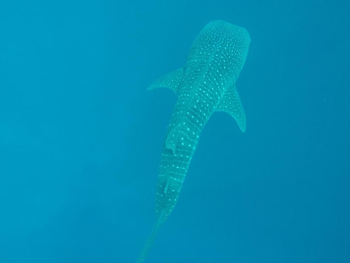 Готель Vakarufalhi Maldives Аліфу Даалу Атолл Екстер'єр фото